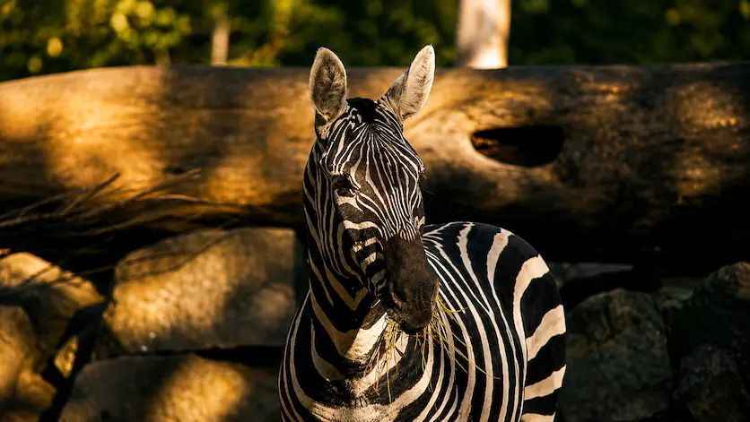 ZOO LIBEREC
